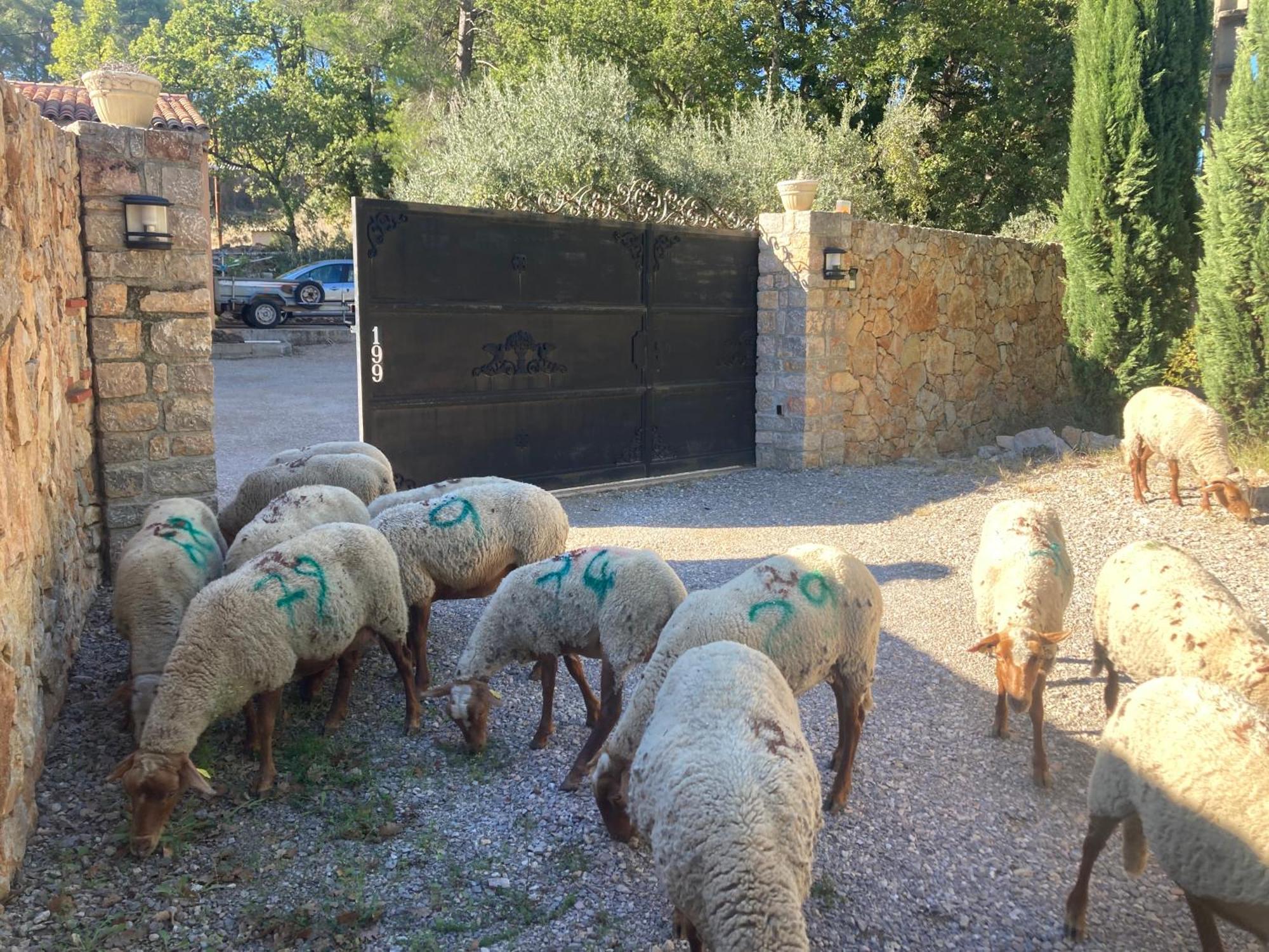 Gite Le Mas Des Oliviers Draguignan Exterior photo